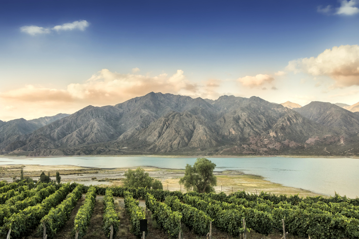Malbec vineyard in the Andes mountain range, Mendoza province, Argentina.